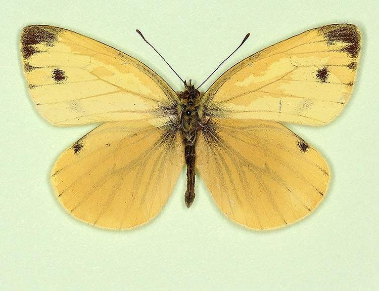 Pieris napi male (aberrant form irregularis) (Internet Image property of respective owner, non-commercial use only)
